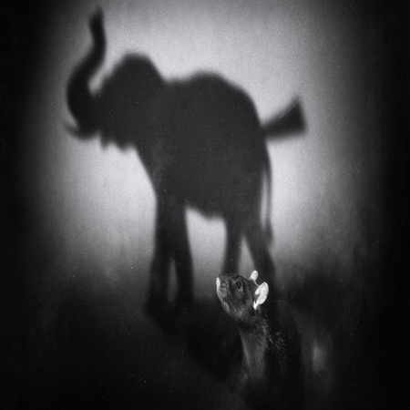  چرسی - رات